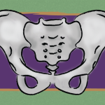 Graphic of pelvic bone