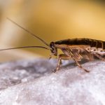 Overcoming Katsaridaphobia: How to Conquer Your Fear of Cockroaches
